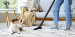 Read more about the article Pet Owners Guide to Carpet and Upholstery Care