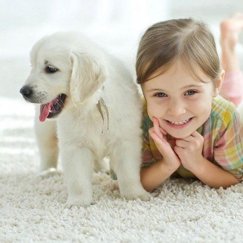 Dog and Child on Clean Carpet Dog and Child on Clean Carpet